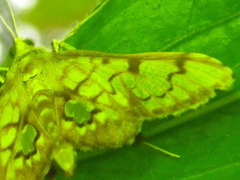 Neoanalthes contortalis