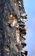 Fungi