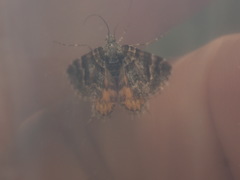 Arctesthes catapyrrha