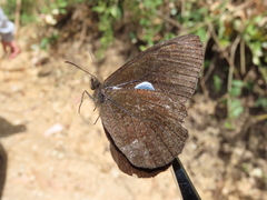 Pedaliodes phoenissa