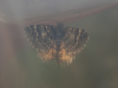 Arctesthes catapyrrha