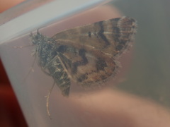 Arctesthes catapyrrha