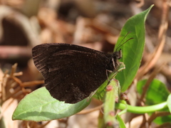 Pedaliodes phoenissa