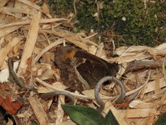 Pedaliodes phaea