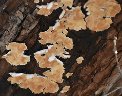 Fungi