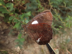 Pedaliodes phoenissa