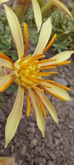 Mutisia sinuata
