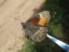 Pedaliodes phaea