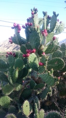 Opuntia