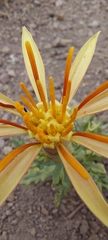 Mutisia sinuata