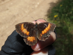 Pedaliodes phaea