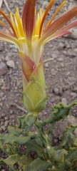 Mutisia sinuata