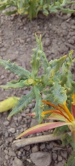 Mutisia sinuata