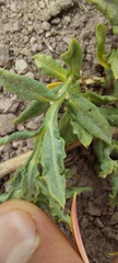 Mutisia sinuata