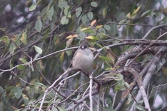 Junco hyemalis