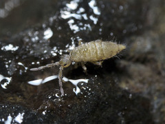 Entomobrya lanuginosa