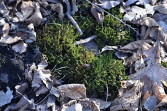 Bryophyta