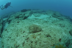 Titanostrombus galeatus