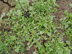 Centipeda cunninghamii