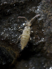 Entomobrya lanuginosa