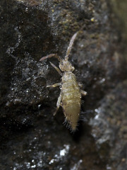 Entomobrya lanuginosa