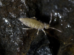 Entomobrya lanuginosa