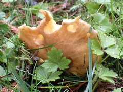 Suillus