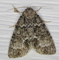Acronicta fragilis
