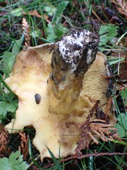 Suillus