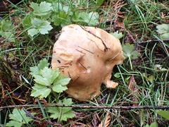 Suillus