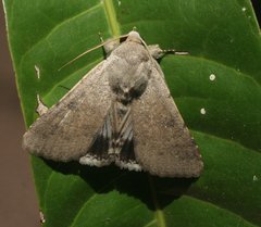 Pandesma submurina