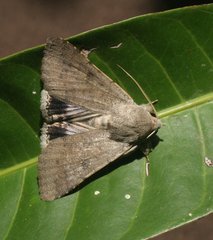 Pandesma submurina