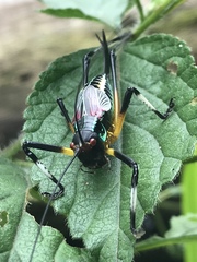 Pterophylla beltrani