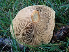 Lactarius
