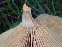 Lactarius