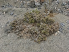 Nolana clivicola