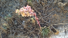 Dudleya ingens