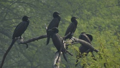 Phalacrocorax fuscicollis