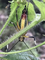 Pterophylla beltrani