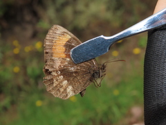 Pedaliodes boyacensis