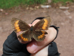 Pedaliodes boyacensis