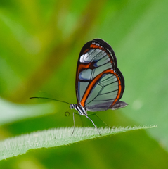 Oleria aquata
