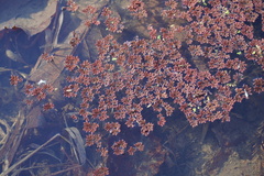Azolla microphylla