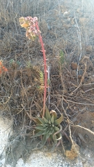 Dudleya ingens