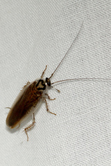 Johnrehnia solida