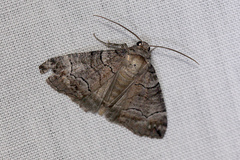 Dysbatus stenodesma