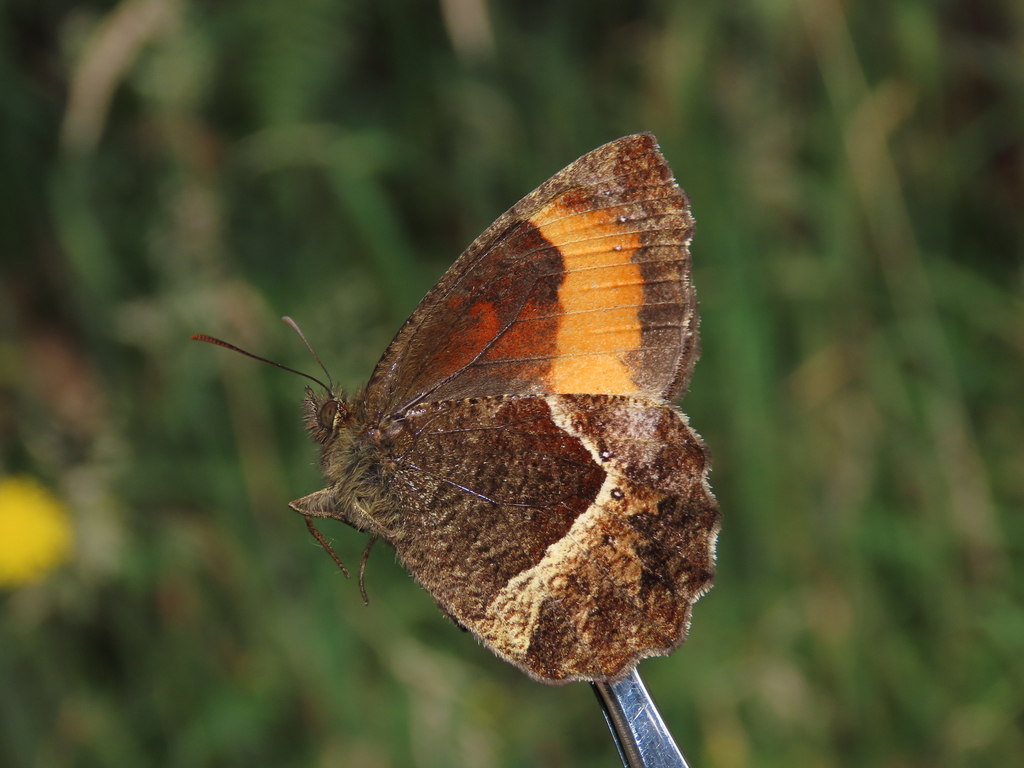 Pedaliodes phaea