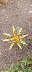 Mutisia sinuata