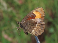 Pedaliodes boyacensis