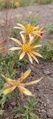 Mutisia sinuata